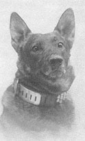 Fritz, the police dog 1917
