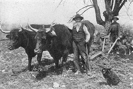 Judge Clason and his oxen