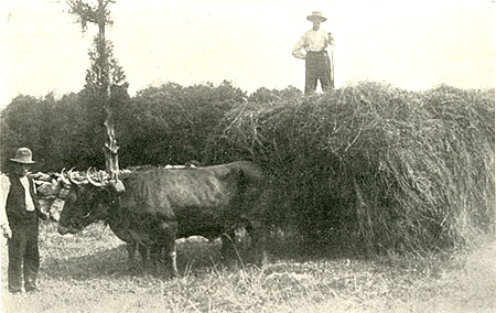 oxen in hayfield on SammisFarm