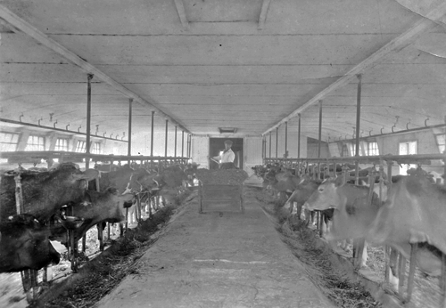 Dairy barn