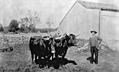 Judge John Clason wit team of oxens, 1871