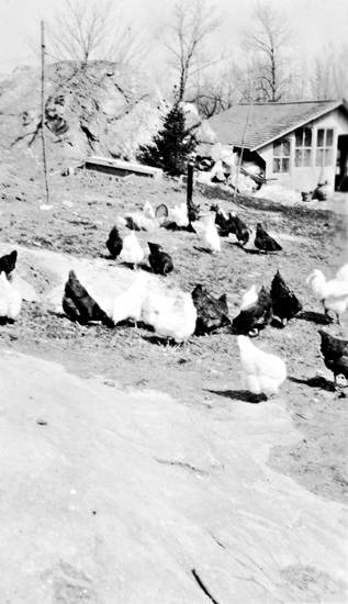 chickens in the snow