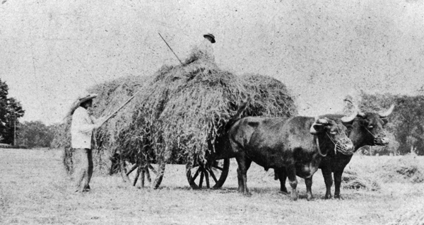 Haying at Scofield Farm, 1902