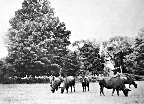 Cows on Theodore Ferris property