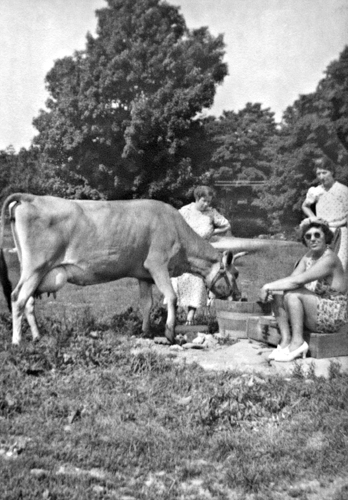 unidentified, women with cow