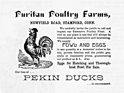 Puritan Poultry Farm, undated ad
