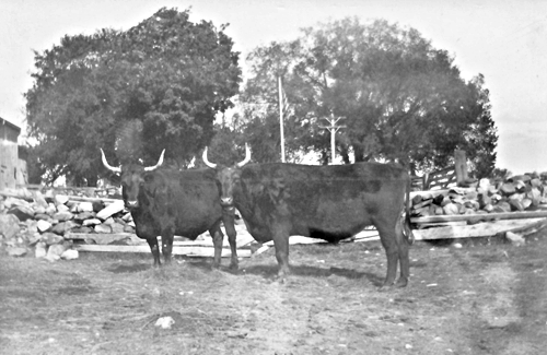 Oxen at Samuel Scofield Farm